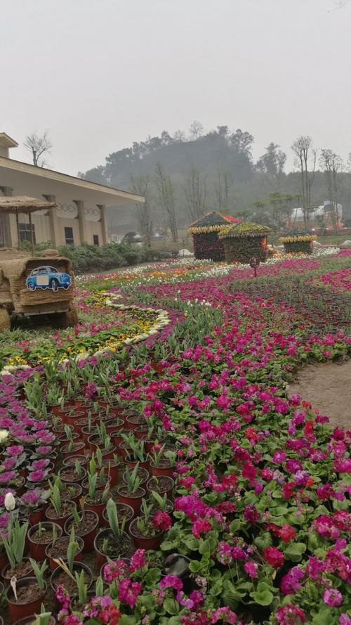 自贡美丽花香田园