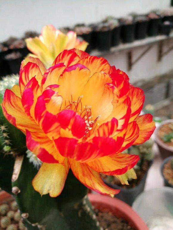 你见过荷花仙人球吗?花瓣晶莹剔透,比荷花还要美!