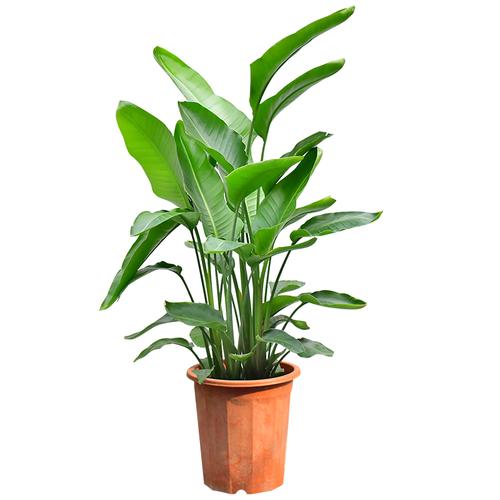 网红天堂鸟盆栽室内大型植物鹤望兰客厅办公室大盆栽绿植天堂鸟大