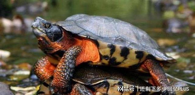 民间故事:书生落水被巨龟所救,答应它一要求,七天后失去童子身