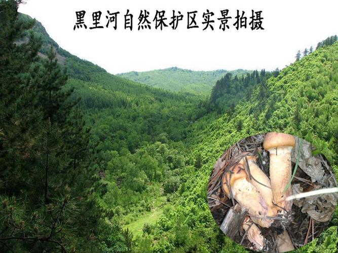  p>黑里河镇位于内蒙古 a href="#" data-lemmaid="2320706">赤峰市 