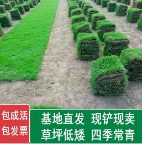 东莞大叶油草多少钱一方