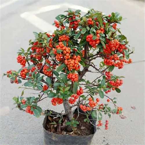 火棘树盆栽吉祥果喜庆果满堂红火棘树桩观花观果盆景红红火火