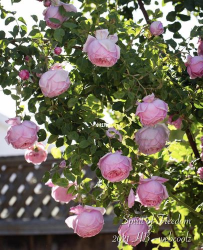 自由精神是英国austen培育的一种大藤本月季_月季_去