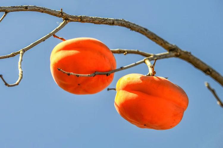 蓟县盘山大柿子