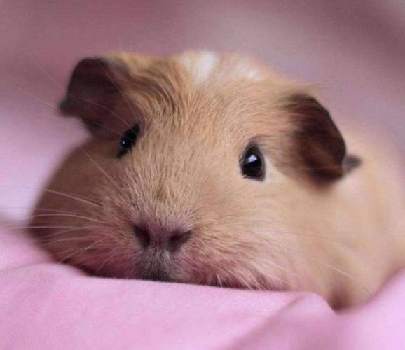 荷兰猪吃什么?荷兰猪吃什么饲料?荷兰猪吃什么长得快?