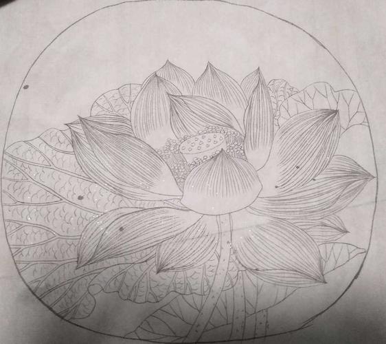 勾线系列-出水芙蓉图