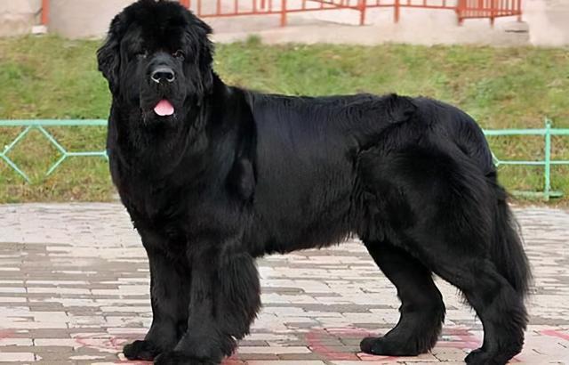 拥有神秘黑色的狗狗你都见过吗