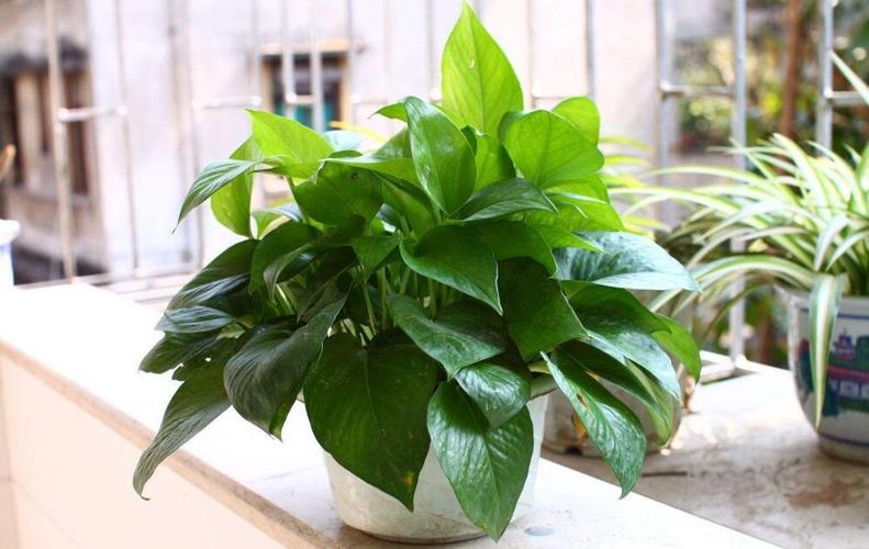 养殖绿萝的好处