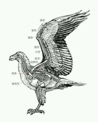 鸟骨骼 