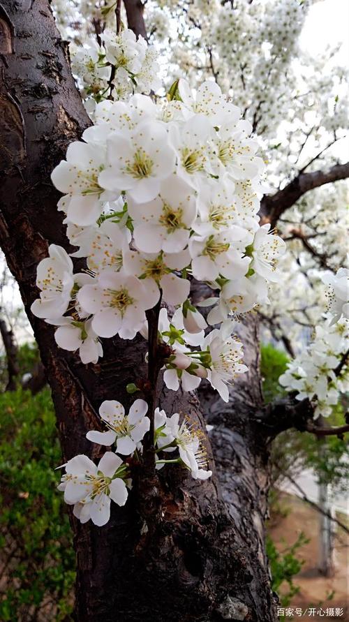 沈阳梨花盛开,进入观赏季节