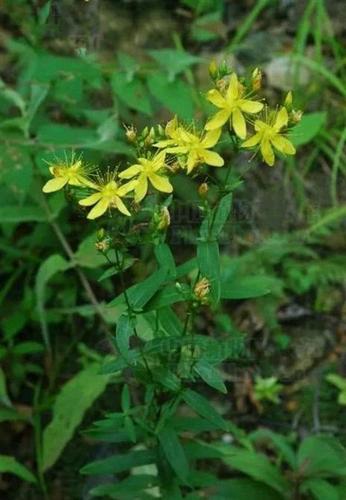 单叶对生,叶片无柄,形状卵状长圆形或卵状披针形,叶边全缘,两面光滑