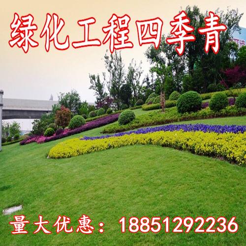 美国四季青草坪种子不修剪果岭草狗牙根马尼拉护坡草籽花草种子