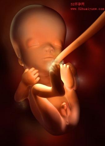 胎儿在肚子里的样子胎儿四十周在子宫内发育全过程3d组图