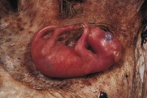 令人惊叹的繁殖方式,神奇的袋鼠,来看看袋鼠宝宝—育儿袋中的生活!