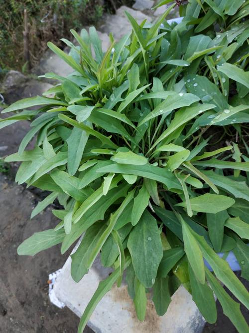 大埔特产新鲜鸭舌草苦菜250g