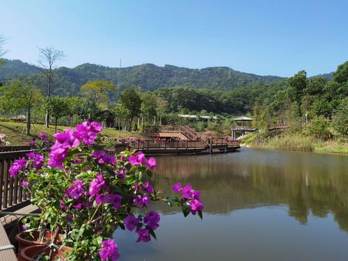 深圳簕杜鹃谷公园20201124