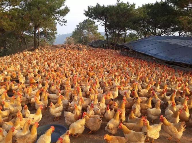 22个冷知识当鸡群里没有公鸡的时可会就有母鸡变性成公鸡