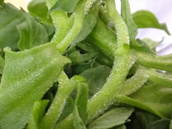水晶冰菜----又名冰菜,冰草,冰柱子,番杏科,"冰叶日中花"