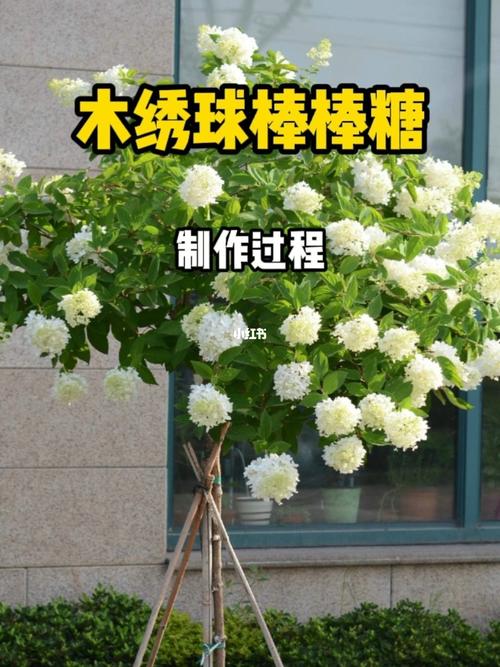 木绣球棒棒糖是很多人的最爱_棒棒糖_木绣球_绣球花_园艺_种植_家居