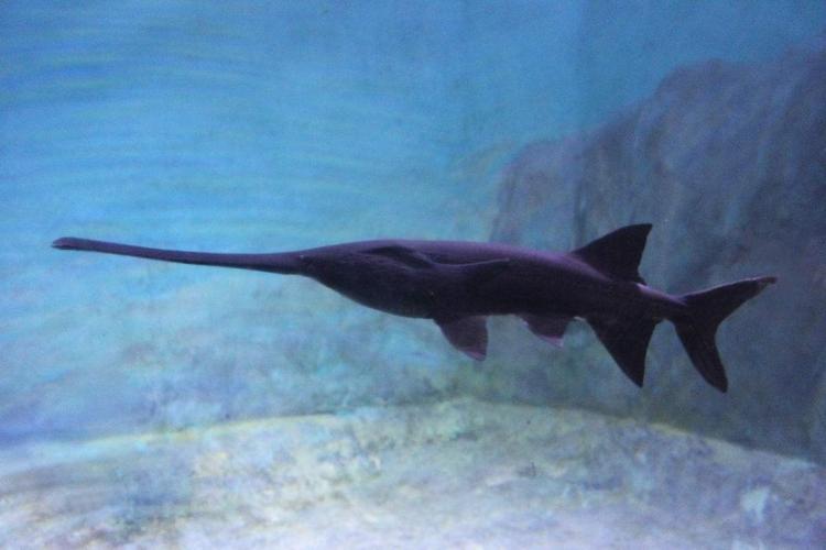 武汉鸭嘴鱼苗基地分析鸭嘴鱼养殖优势