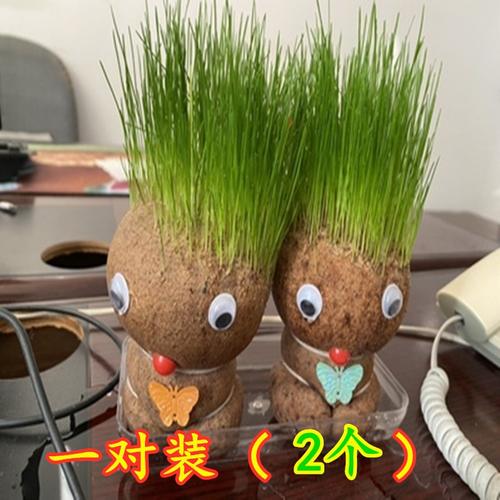 长草娃娃草头头上盆栽浇水植物头顶观赏可爱创意迷你