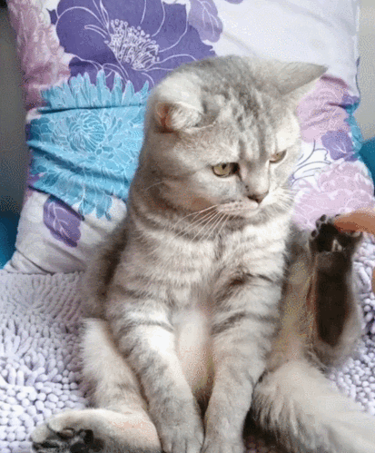 这么有趣的小花猫,瞧这呆萌的小表情,真是个可爱的家伙!