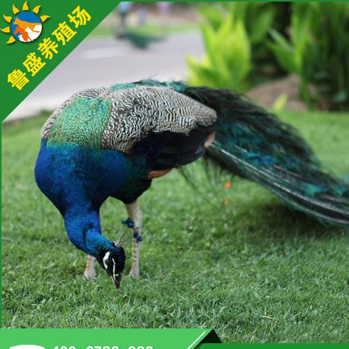 特种养殖场供应蓝孔雀 观赏孔雀 白孔雀 种孔雀 孔雀苗价格
