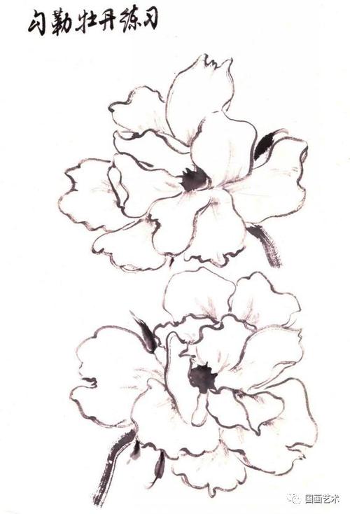 勾勒牡丹画法示范|疏密|花蕊|勾勒法_网易订阅