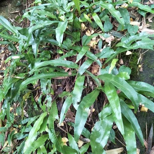现挖石韦正宗新鲜七星草中草药材优惠推荐