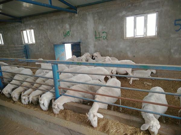 真心畜牧养殖合作社培育出的子代羊(秦宁摄)