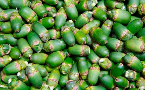 槟榔是什么:槟榔是东南沿海居民用于迎宾的佳果