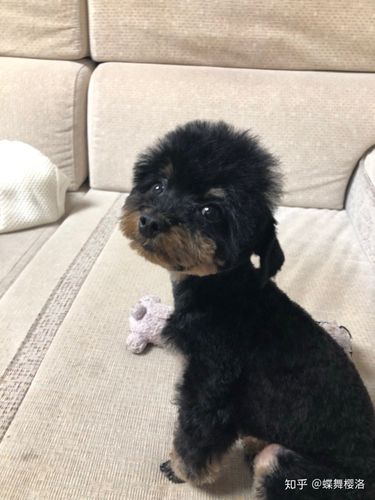 为什么黑泰迪都长一个样