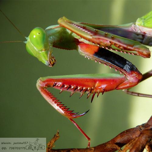 澳洲斧螳/澳宽/螳螂/活体另类昆虫宠物礼物(4龄 现货 买3送1)