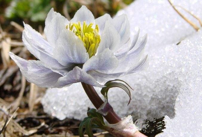干雪莲花