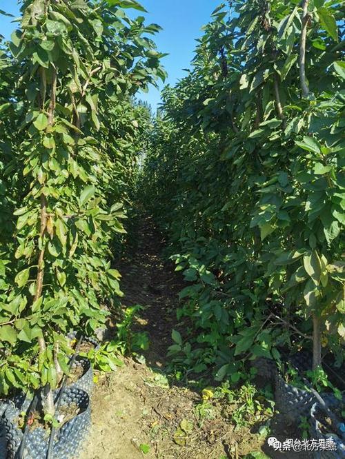 广播烟台北方果蔬大樱桃苗木基地正式开放啦