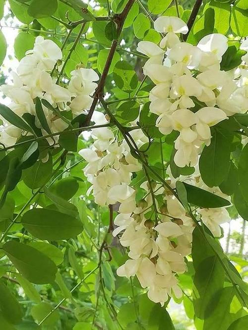 槐花拨烂子:五月的时令美食,错过就得再等一年