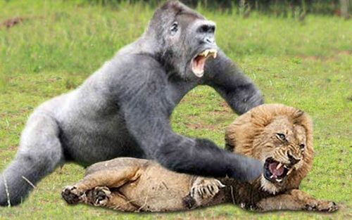 大狒狒殴打狮子
