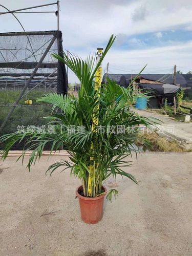 散尾葵树盆苗 散尾葵容器苗 凤尾竹园林常绿灌木 现货供应