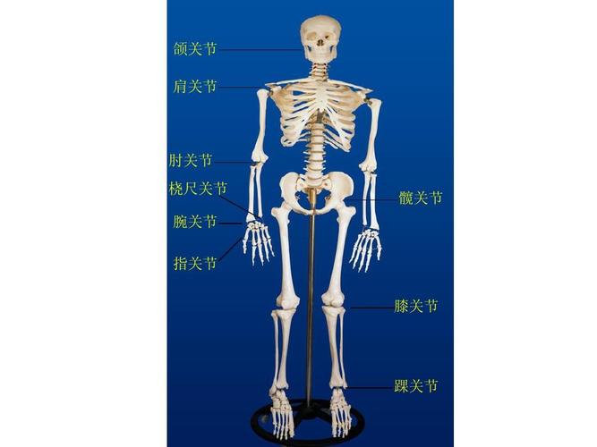 苏教版四年级科学人体主要关节图