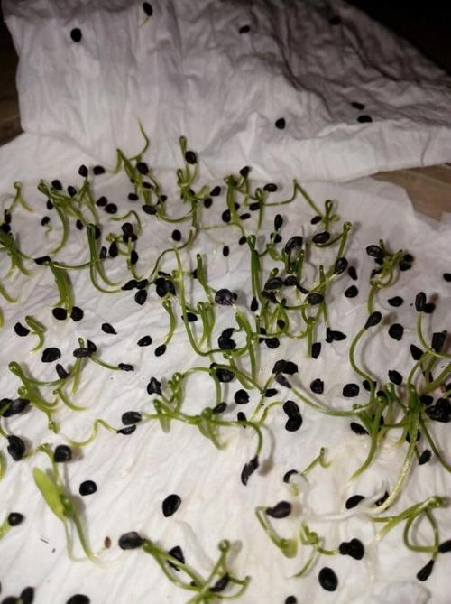 农民种韭菜,怎样提高韭菜种子的发芽率?教你一个实用