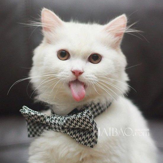 一只超爱吐舌头的猫表情比人还多