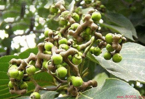 枳椇子的功效与作用-枳椇子图片-枳椇子怎么吃