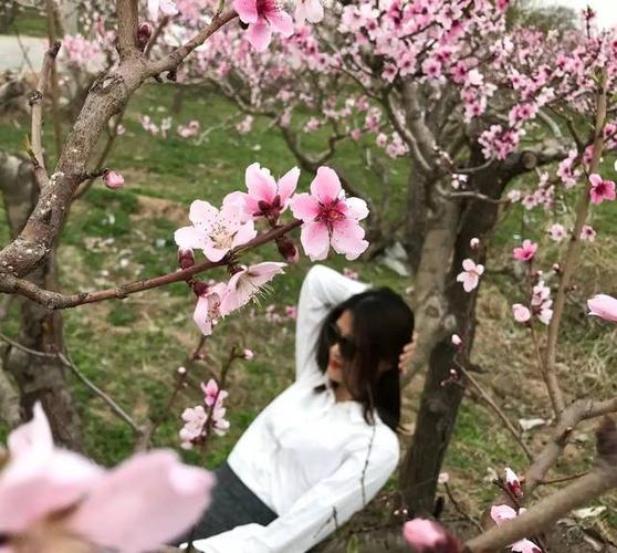视界旅行 | 泊头梨花云雪飞,京城游人醉酒归