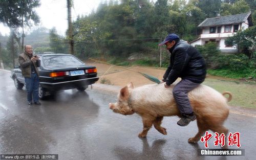 重庆老汉骑猪逛街 过路人纷纷围观