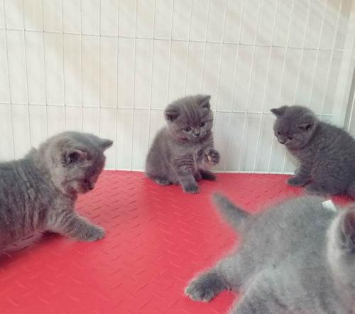 因要搬家低价出包子脸英短蓝猫蓝白正八字公母都有