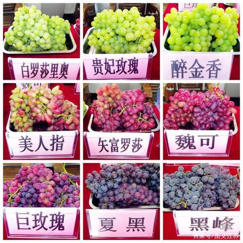 南京溧水:傅家边五彩葡萄已上市,让你一次尝够多种口味