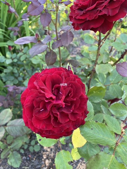 rose,正红色系_红色系_rose_月季_烈焰红唇_家居家装_家居装饰