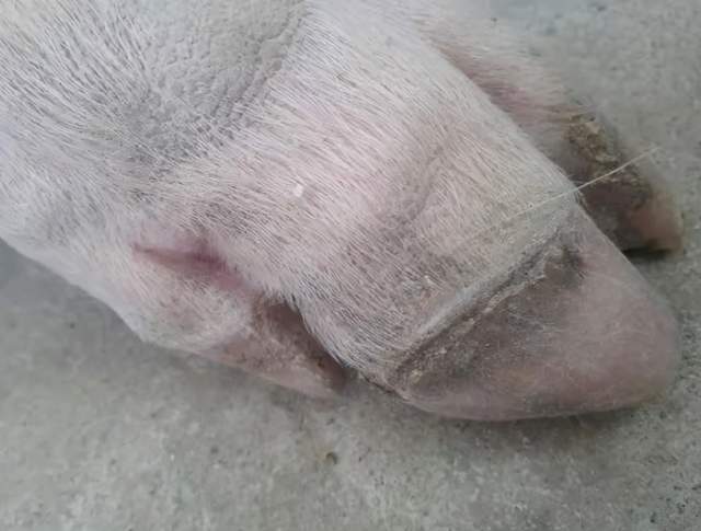猪蹄裂的原因及防治方法:猪蹄裂病怎么快速治疗?猪蹄裂用什么药