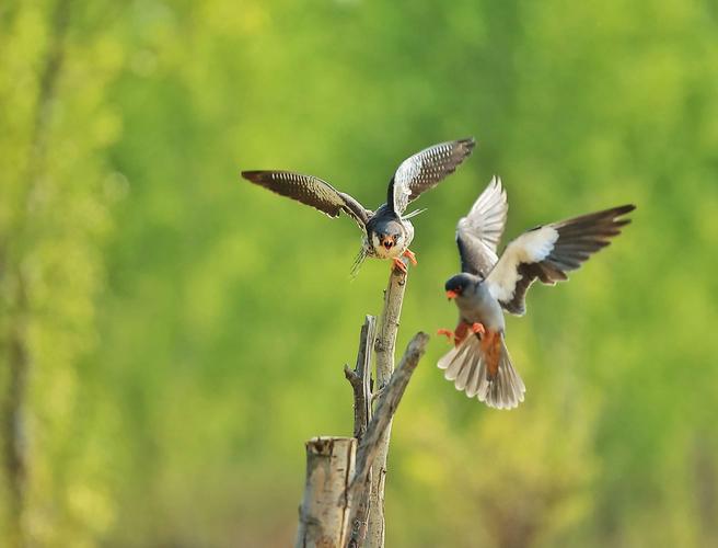 《阿穆尔隼求偶记》2019--05--08～信马由缰